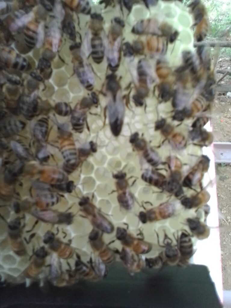 فروش انواع ملکه و محصولات زنبور عسل